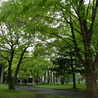 Kawauchi Campus in the Rain