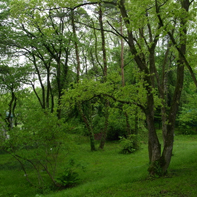 The Forest behind The Education Building