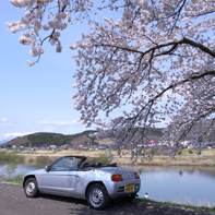 船岡の「一目千本桜」